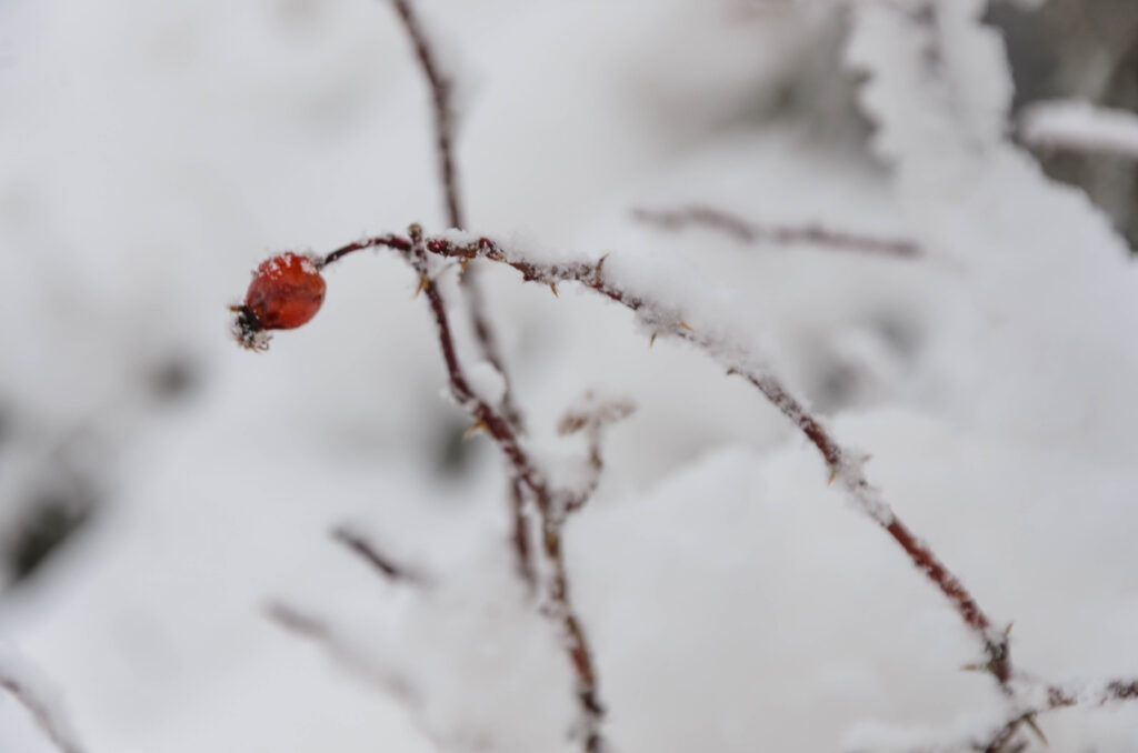 Escursione sotto la neve a Puy e Pequerel