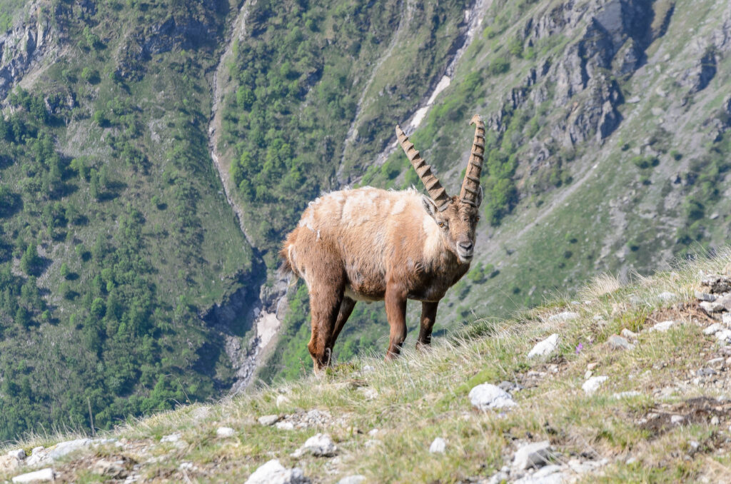 Rifugio Avanzà e Lago delle Savine in Alta Valle Susa