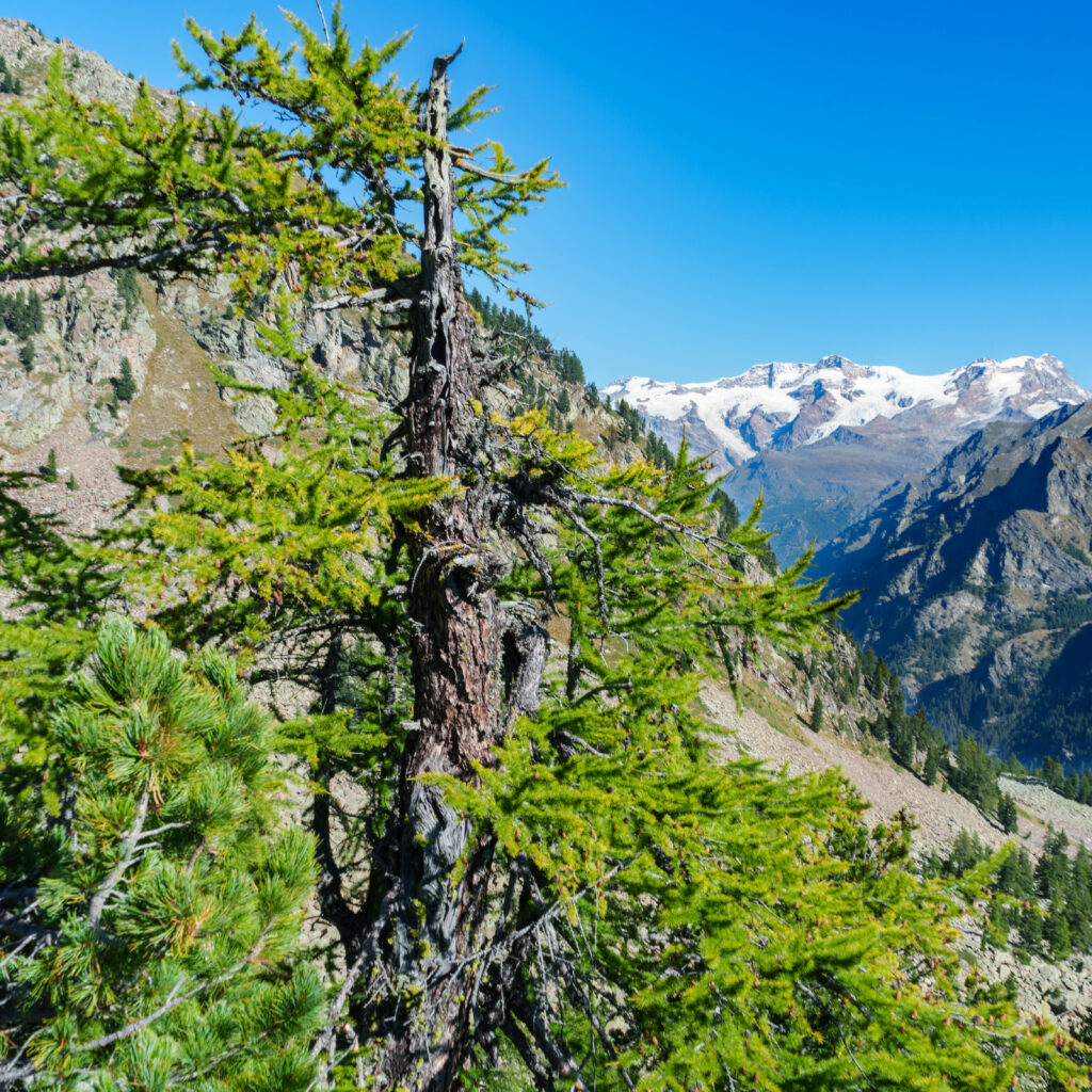 Monte Taf da Gressoney Saint Jean (AO)